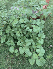 Proboscidea louisianica