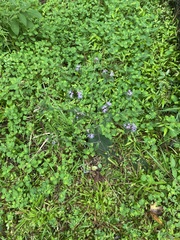 Elephantopus tomentosus