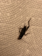 Velarifictorus micado