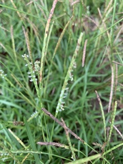 Eremochloa ophiuroides