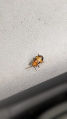 Monocesta coryli