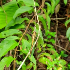 Orthetrum luzonicum