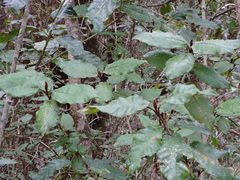 Trichocladus crinitus