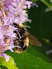 Bombus terricola