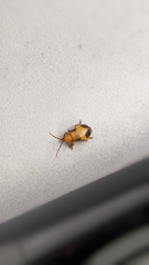 Monocesta coryli