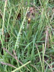 Eremochloa ophiuroides