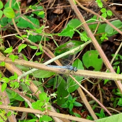 Orthetrum luzonicum