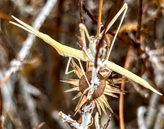 Acrida turrita