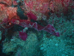 Taenianotus triacanthus