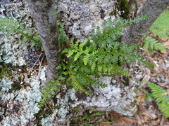 Asplenium rutifolium