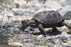Gopherus berlandieri