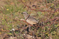Saltator coerulescens