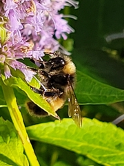 Bombus terricola