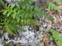 Asplenium rutifolium