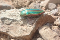 Buprestis aurulenta