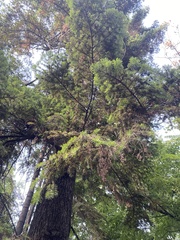 Abies alba