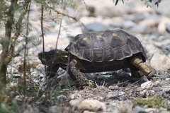 Gopherus berlandieri
