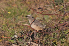 Saltator coerulescens