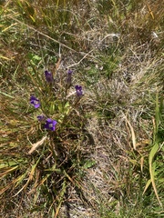 Gentianopsis holopetala