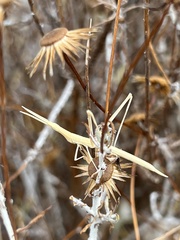 Acrida turrita