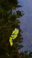 Salvinia natans