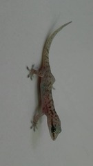 Hemidactylus robustus