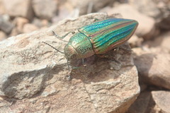 Buprestis aurulenta