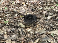 Strobilomyces strobilaceus