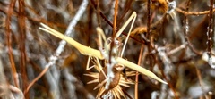 Acrida turrita