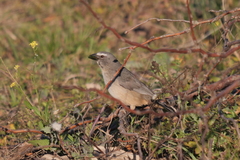 Saltator coerulescens