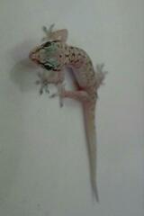 Hemidactylus robustus