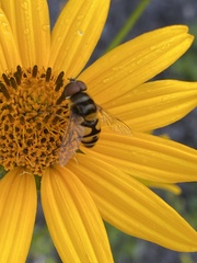 Eristalis transversa