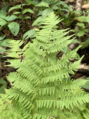 Athyrium angustum