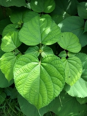 Clerodendrum infortunatum