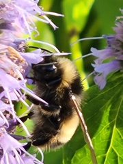Bombus terricola