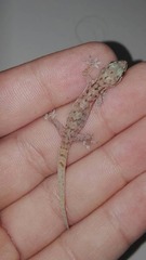 Hemidactylus robustus