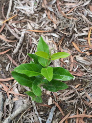 Vincetoxicum hirsutum