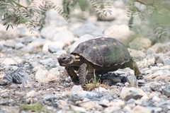 Gopherus berlandieri