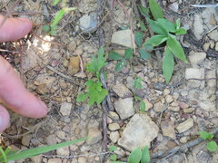 Viola pedata