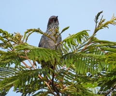 Melanotis caerulescens