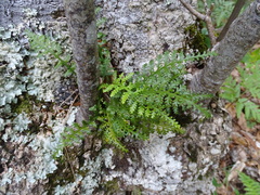 Asplenium rutifolium