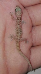 Hemidactylus robustus
