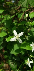 Clematis