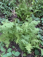 Athyrium angustum
