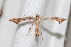 Platyptilia carduidactylus