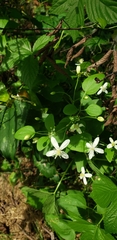 Clematis