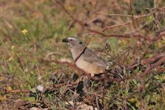 Saltator coerulescens