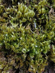 Homalothecium fulgescens