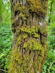 Homalothecium fulgescens