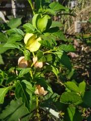 Nicandra physalodes